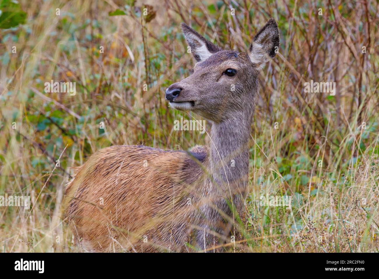 Red Deer hind [ Cervus elaphus ] amongst scrubby grasses Stock Photo ...