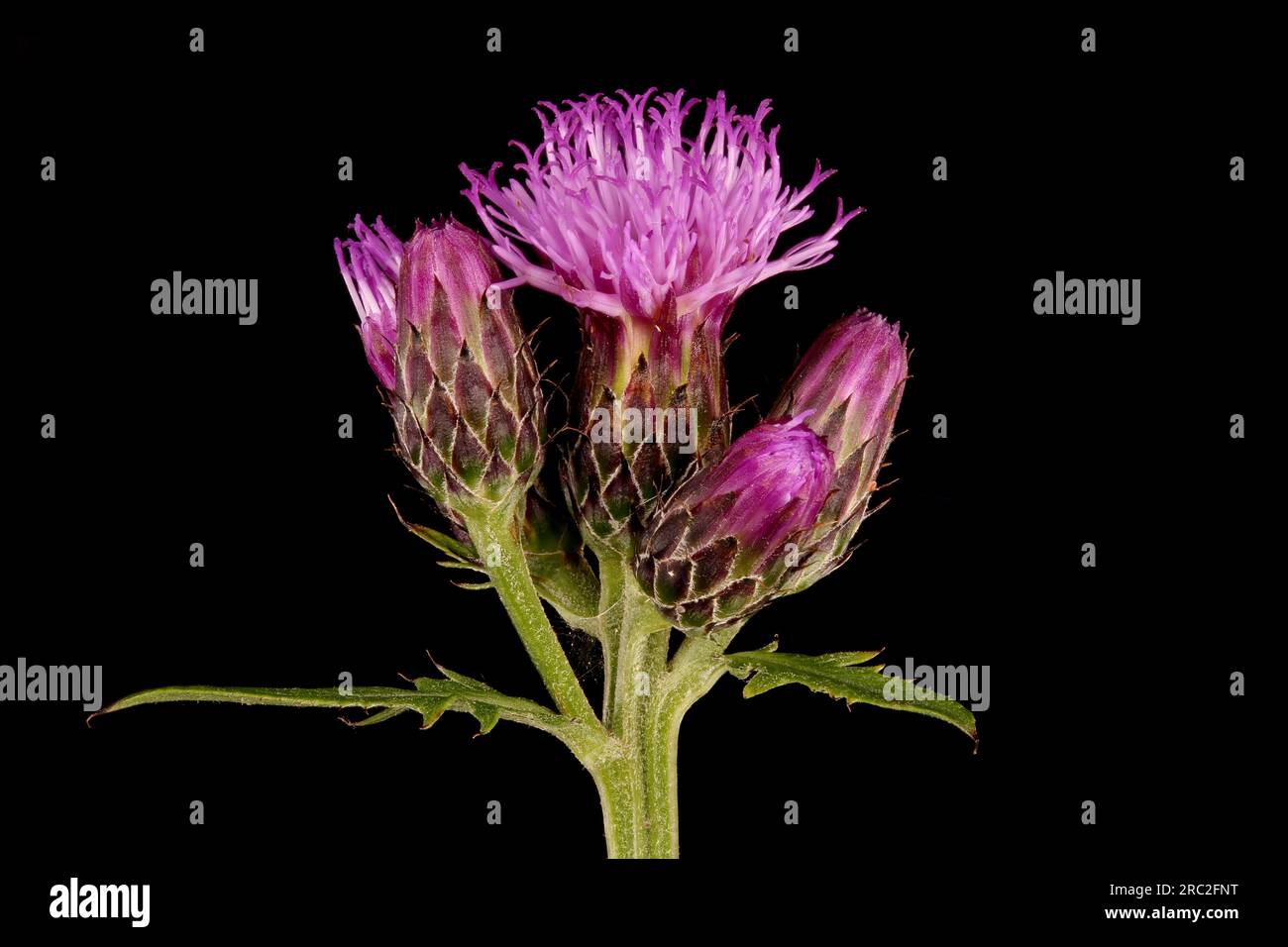 Saw-Wort (Serratula tinctoria). Synflorescence Closeup Stock Photo