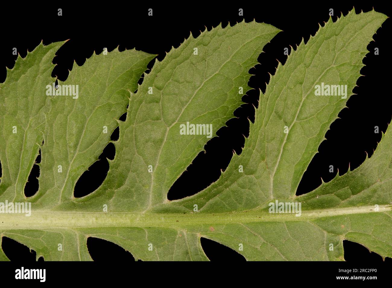 Saw-Wort (Serratula tinctoria). Leaf Detail Closeup Stock Photo