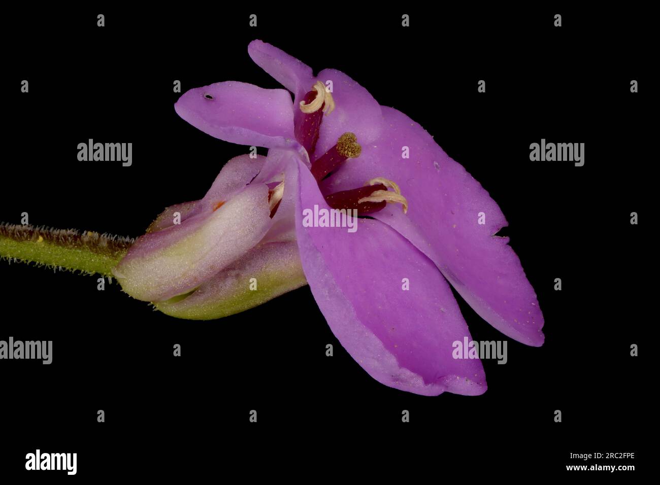 Garden Candytuft (Iberis umbellata). Flower Closeup Stock Photo