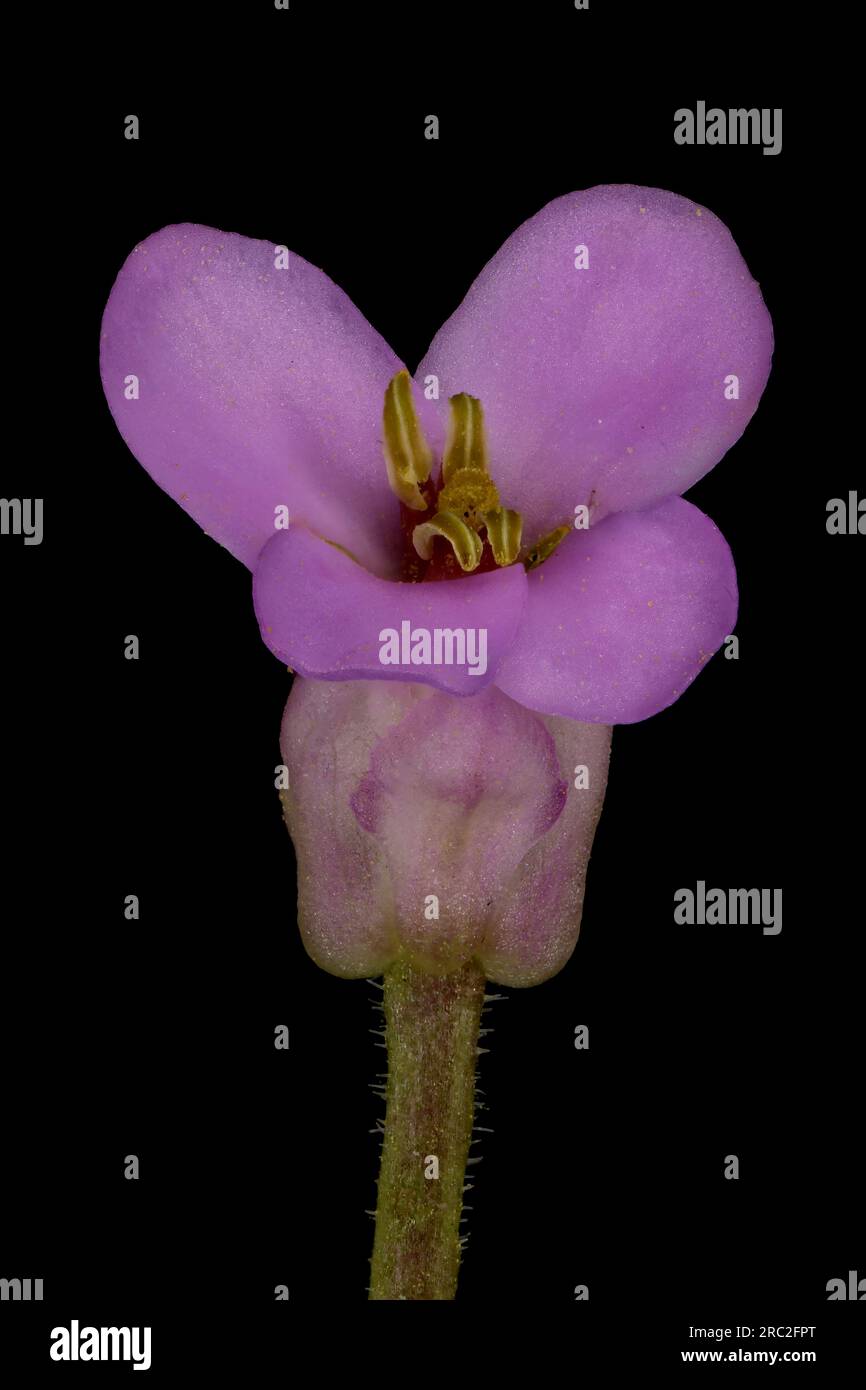 Garden Candytuft (Iberis umbellata). Flower Closeup Stock Photo