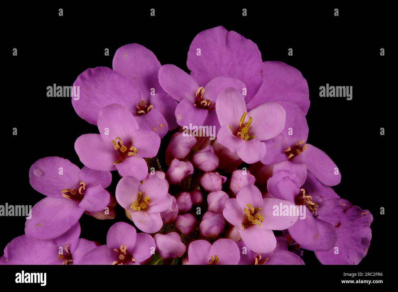 Garden Candytuft (Iberis umbellata). Inflorescence Closeup Stock Photo