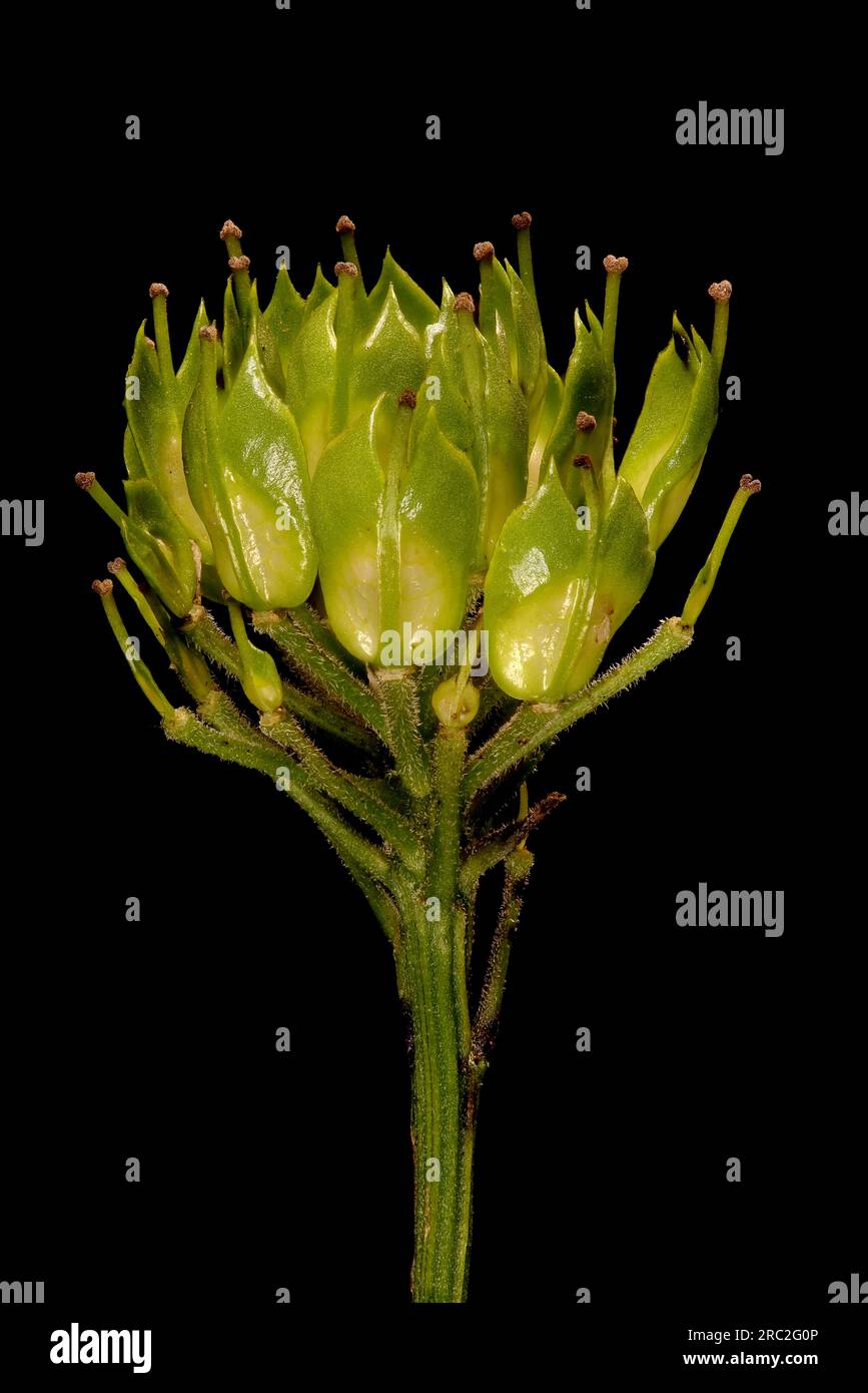 Garden Candytuft (Iberis umbellata). Infructescence Closeup Stock Photo