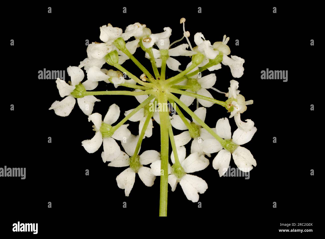 Burnet-Saxifrage (Pimpinella saxifraga). Flowering Umbellule Closeup Stock Photo