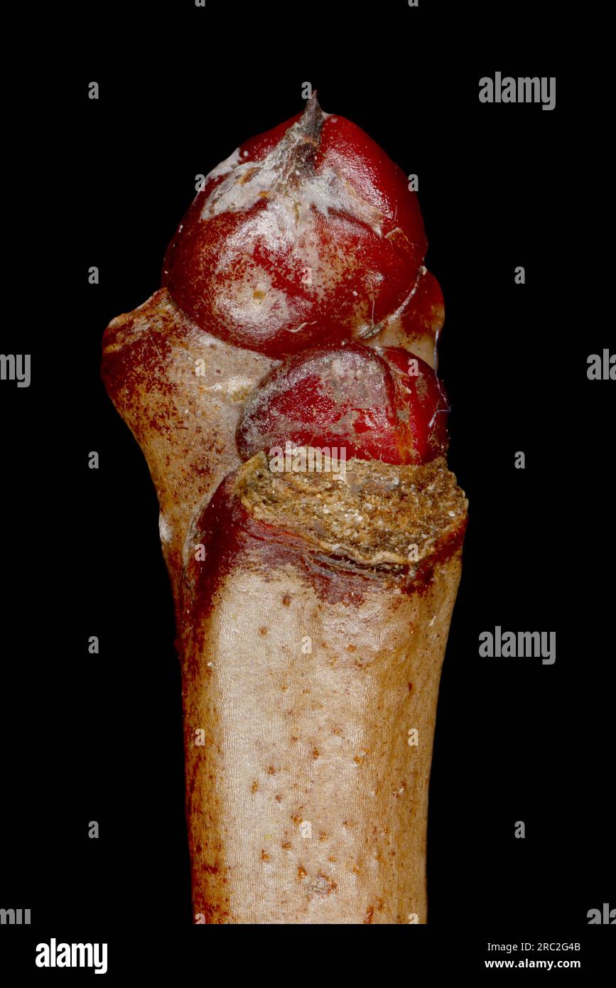 Hairy Cockspurthorn (Crataegus submollis). Shoot Apex Closeup Stock Photo
