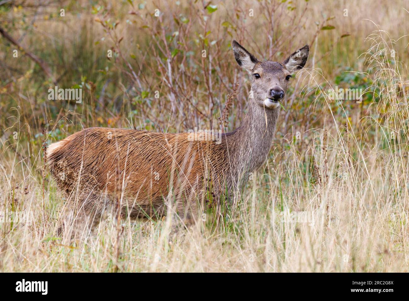 Red Deer hind [ Cervus elaphus ] amongst scrubby grasses Stock Photo ...