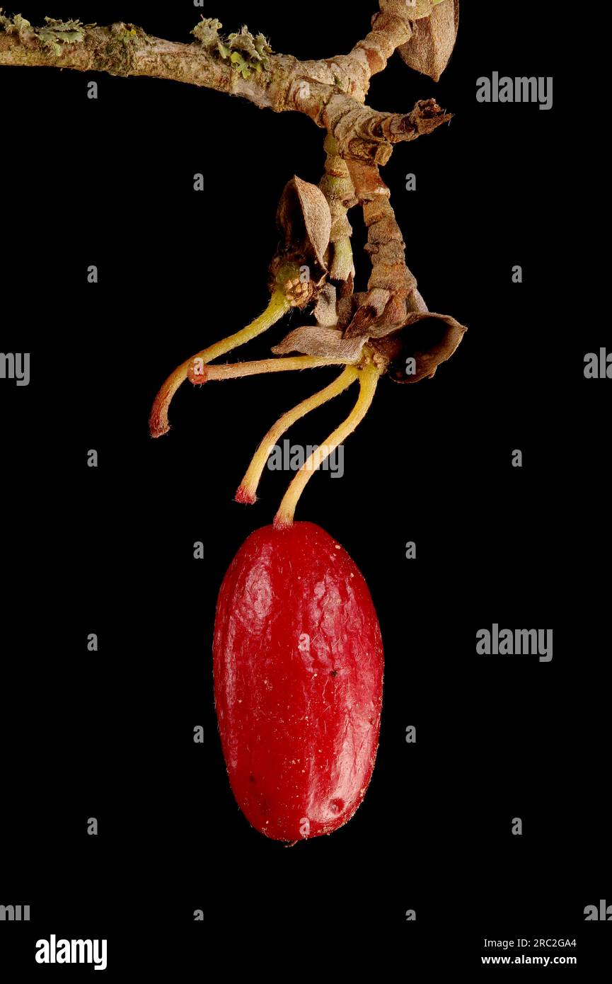 Cornelian Cherry (Cornus mas). Fruit Closeup Stock Photo
