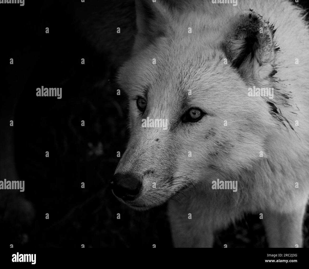 small white bird with blue eye Stock Photo Alamy