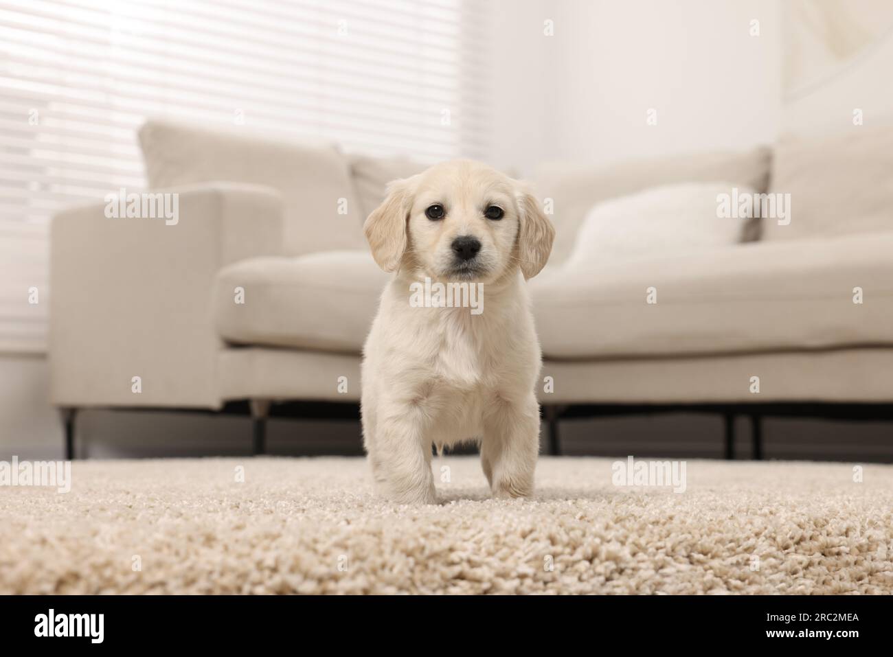 Cute little puppy on beige carpet at home Stock Photo - Alamy