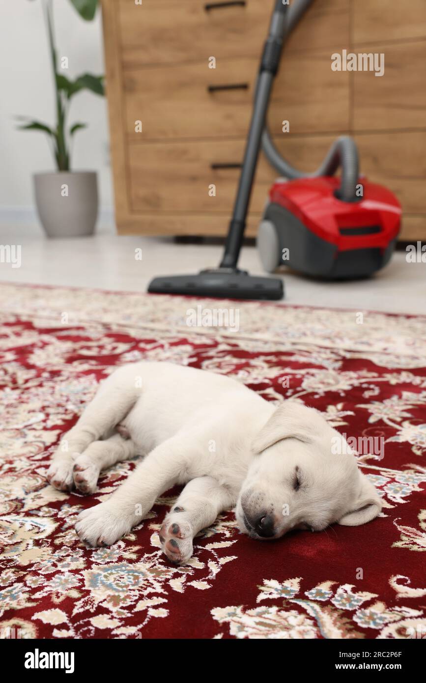 Cute little puppy sleeping on carpet at home Stock Photo - Alamy