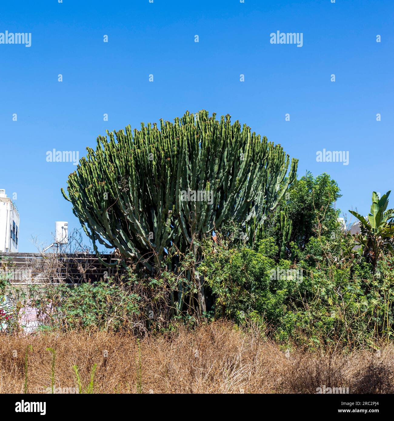 Peruvian cereus tree cactus in the courtyard of the house against the blue sky. Tel Aviv, Israel Stock Photo