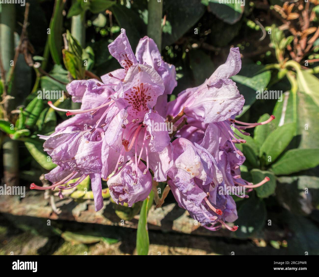 Rhododendron about to wither. Stock Photo