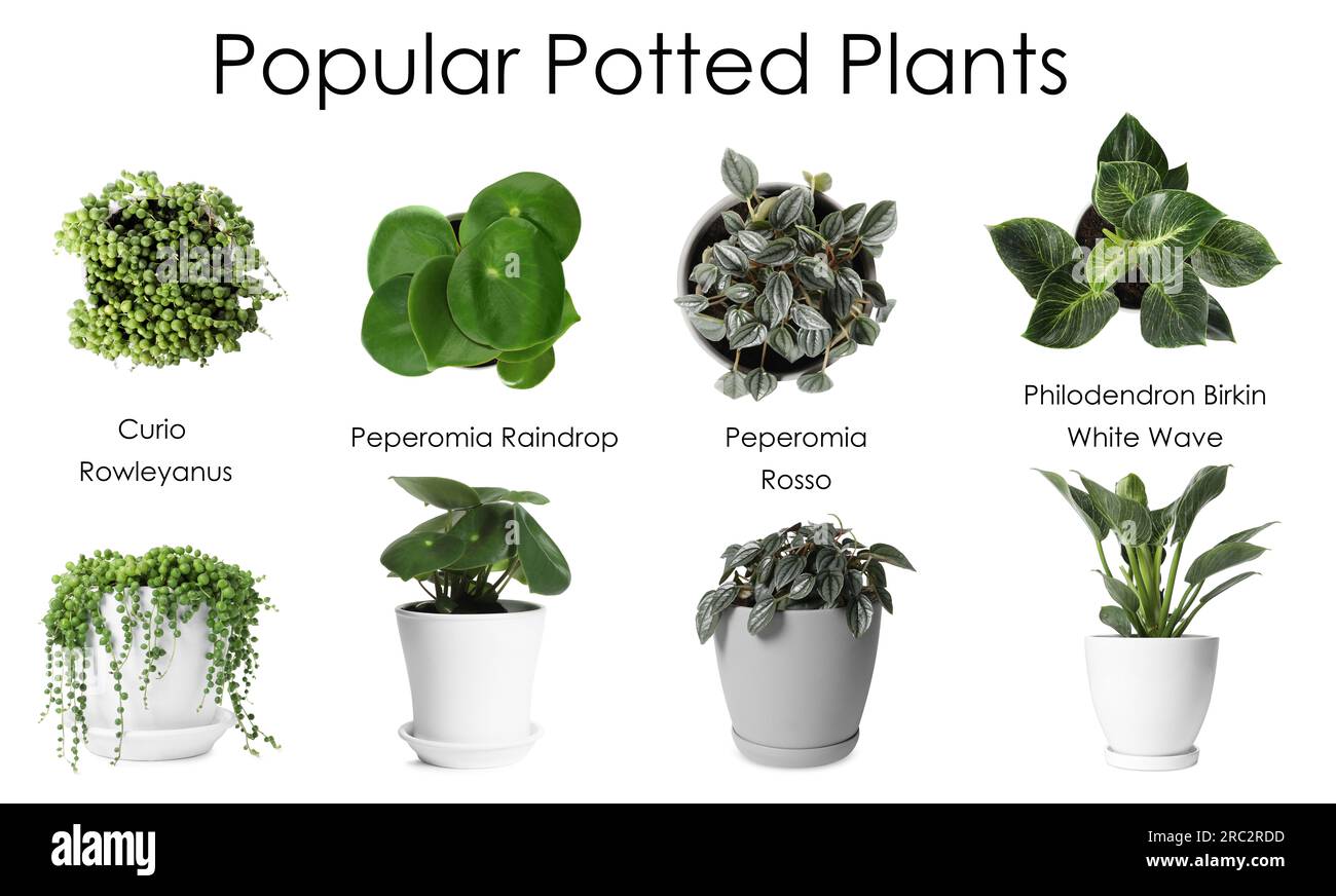 Set of many different popular potted plants with names on white