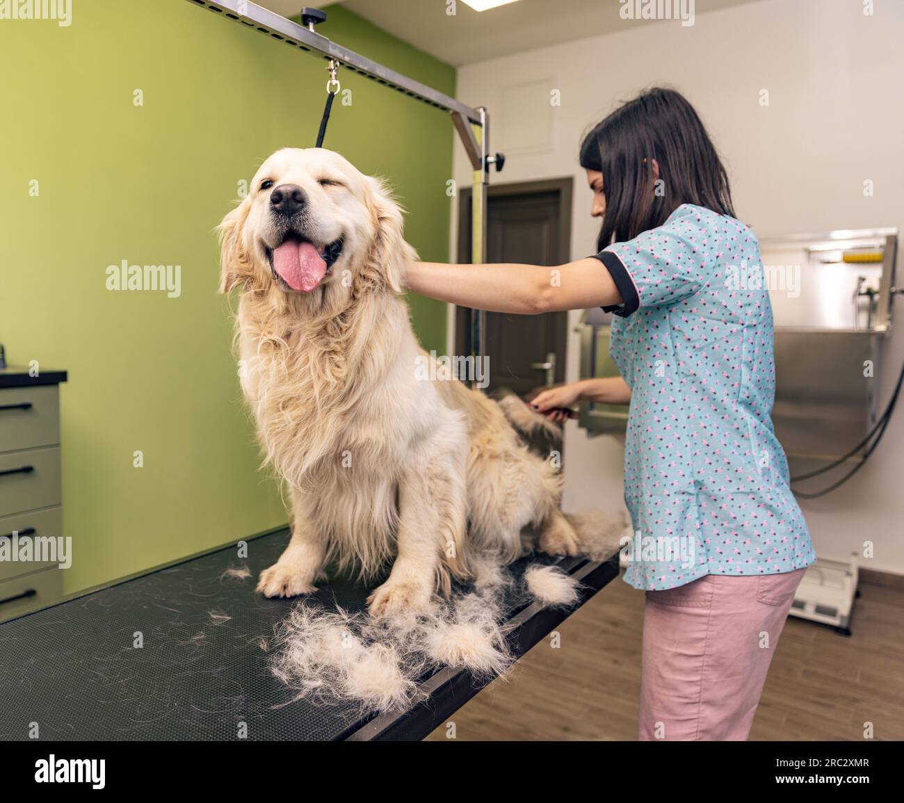 Dog groomer brushing the hair of golden retriever in grooming salon Stock Photo Alamy