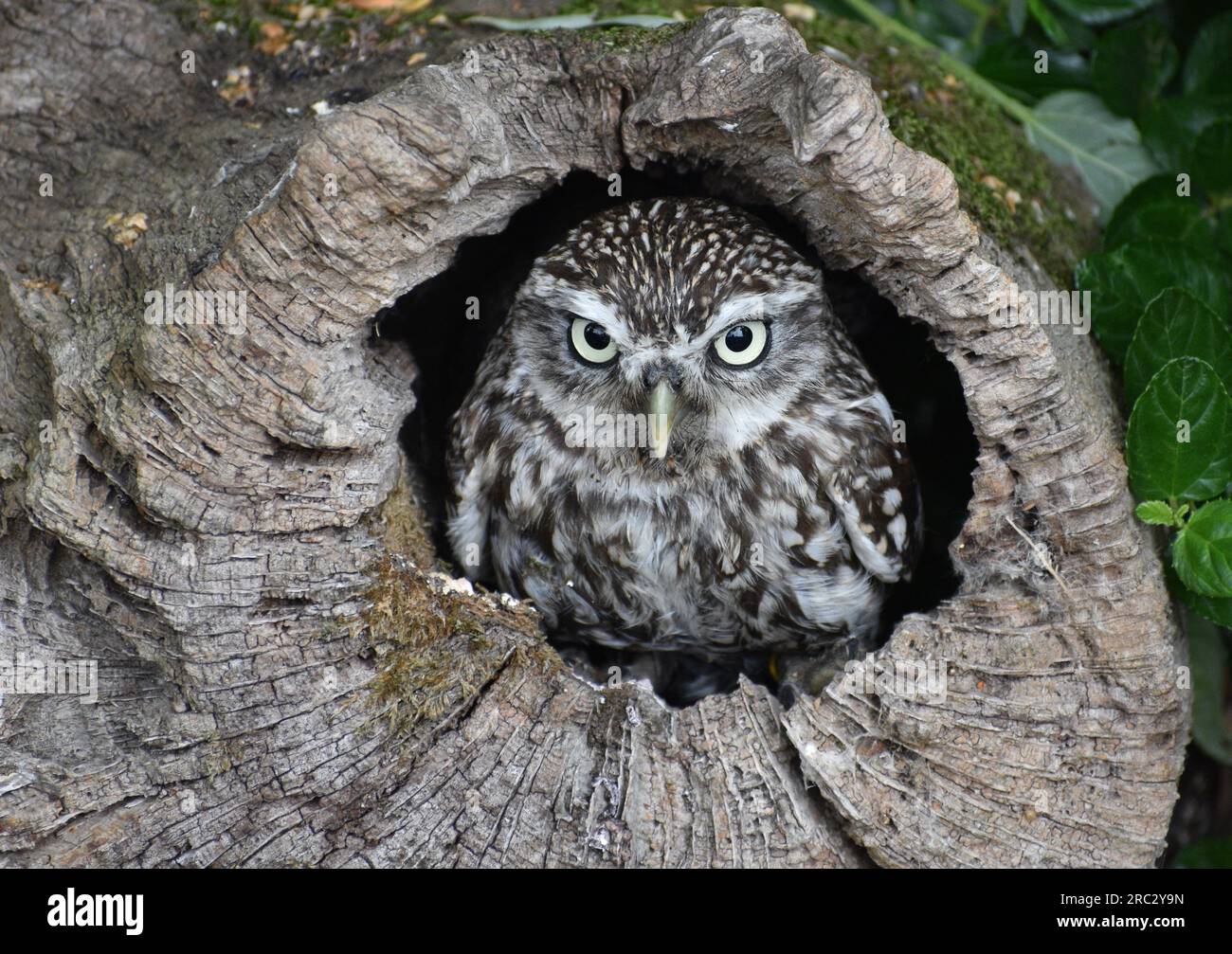 Little owl in log Stock Photo Alamy