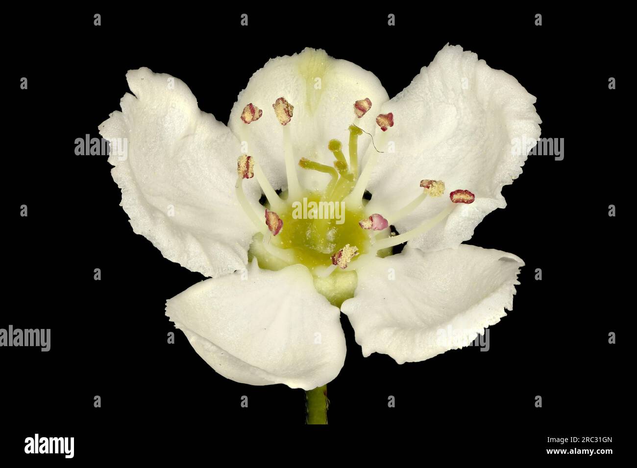 Fan-Leaved Hawthorn (Crataegus flabellata). Flower Closeup Stock Photo