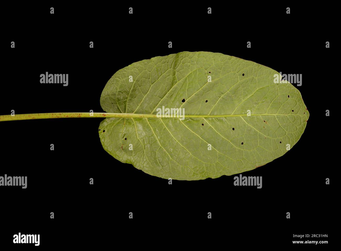Broad-Leaved Dock (Rumex obtusifolius subsp. obtusifolius). Basal Leaf Closeup Stock Photo