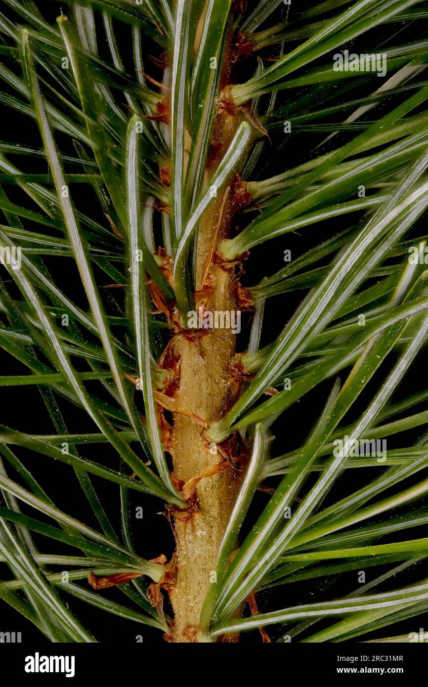 Japanese White Pine (Pinus parviflora 'Glauca'). Twig Detali Closeup Stock Photo