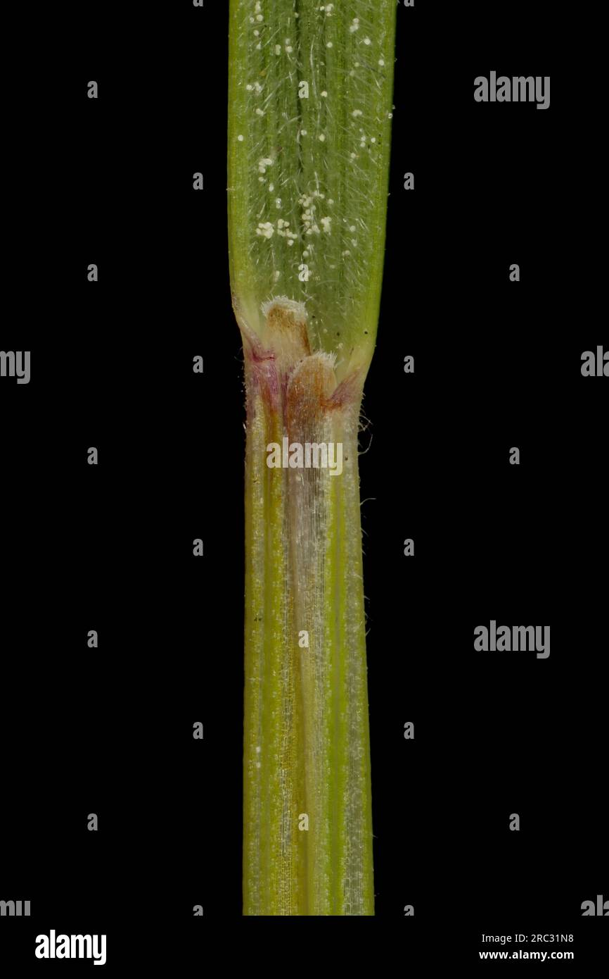 Red Fescue (Festuca rubra). Leaf Sheath and Ligule Closeup Stock Photo
