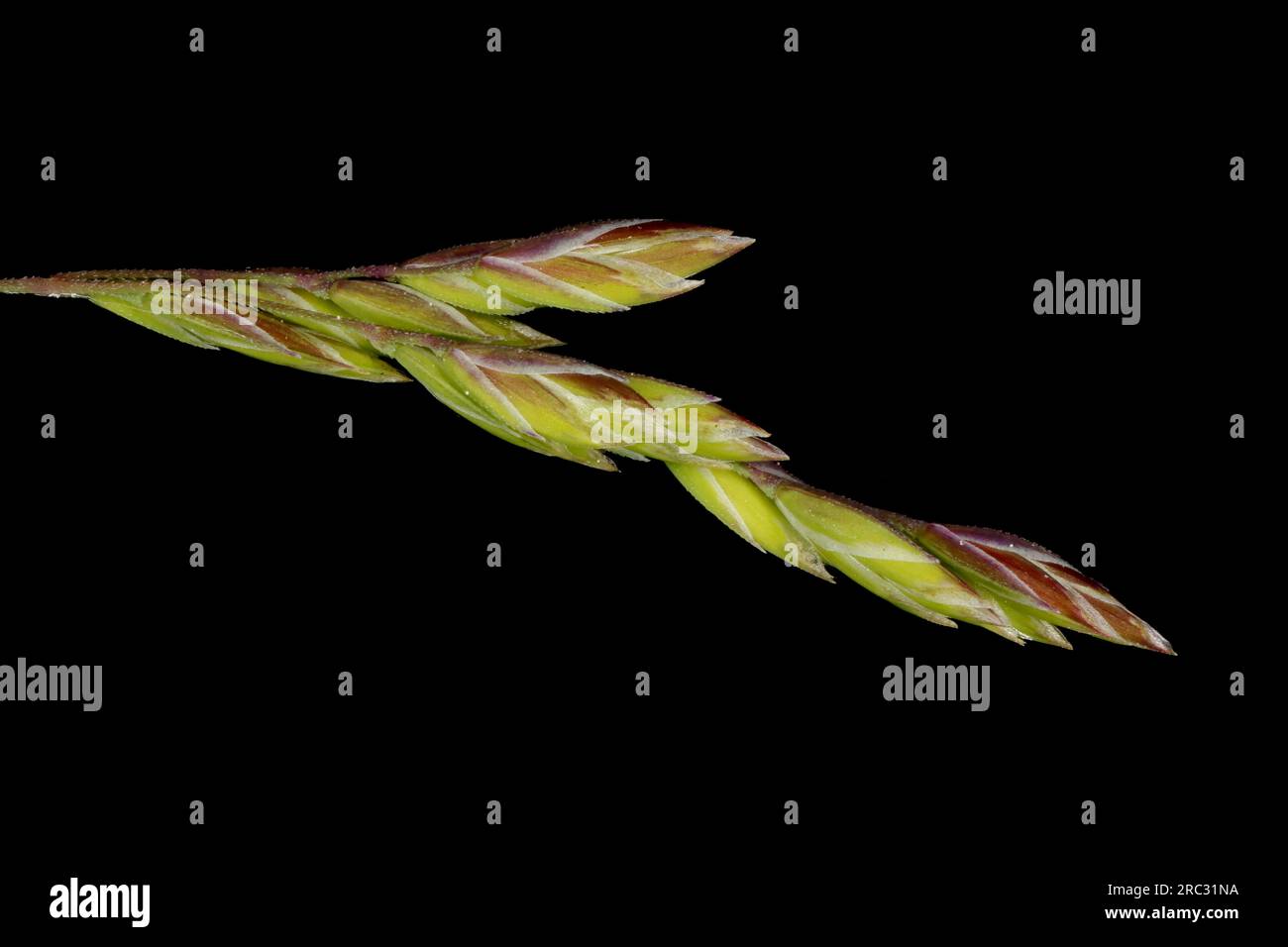 Rough Meadow Grass (Poa trivialis). Inflorescence Detail Closeup Stock Photo