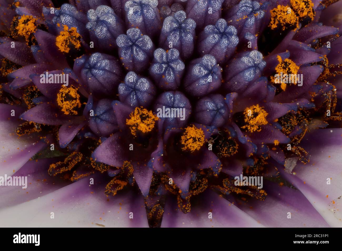Cape Marguerite (Dimorphotheca ecklonis). Disc Florets Closeup Stock Photo