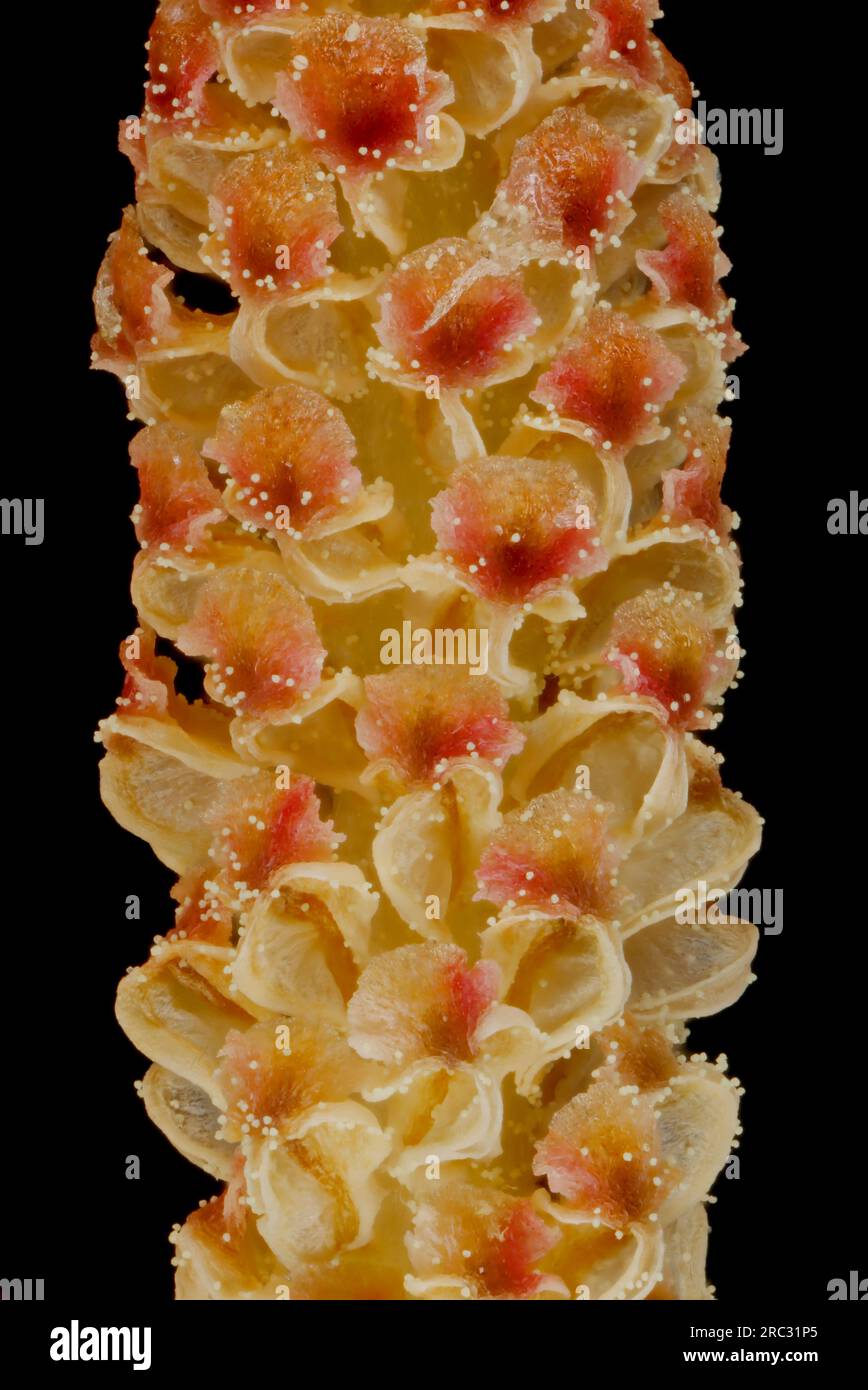 Mountain Pine (Pinus mugo). Pollen Cone Detail Closeup Stock Photo