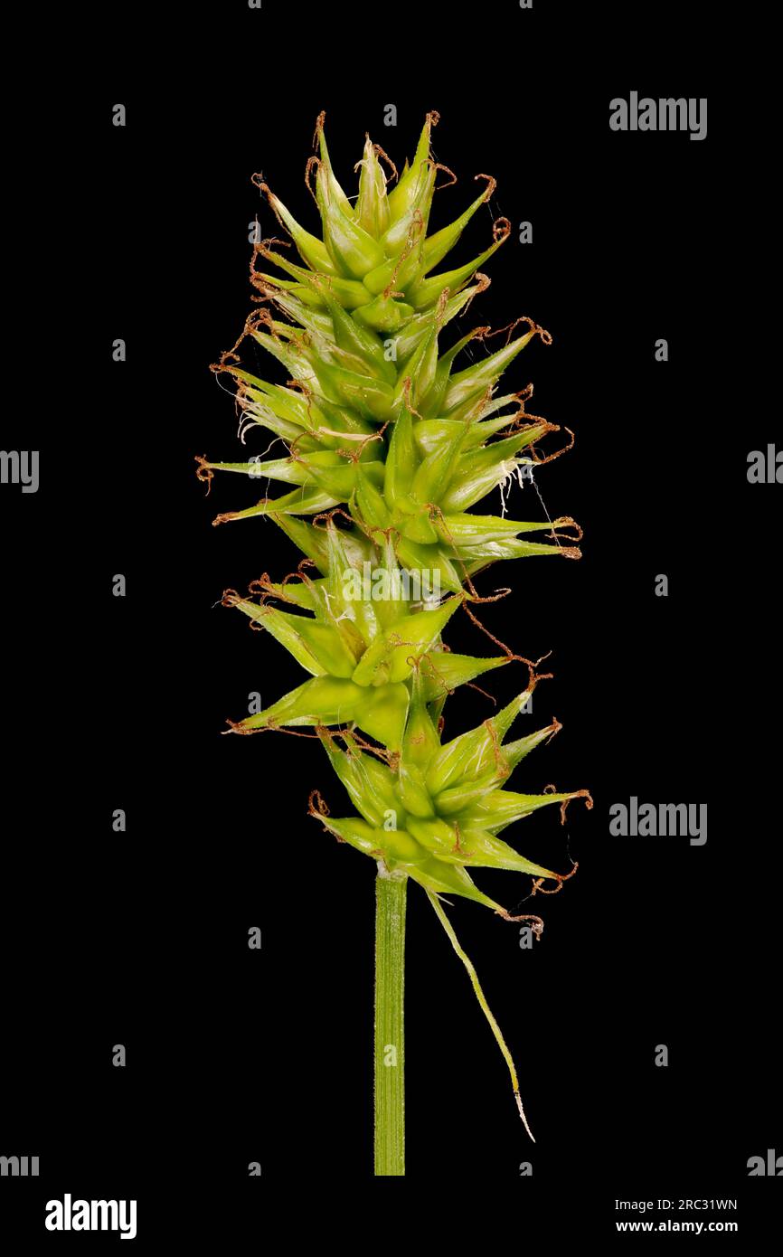 Spiked Sedge (Carex spicata). Inflorescence Closeup Stock Photo