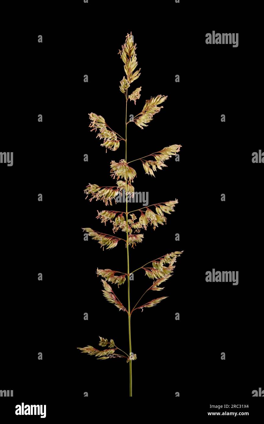 Reed Canary Grass (Phalaris arundinacea). Inflorescence Closeup Stock Photo