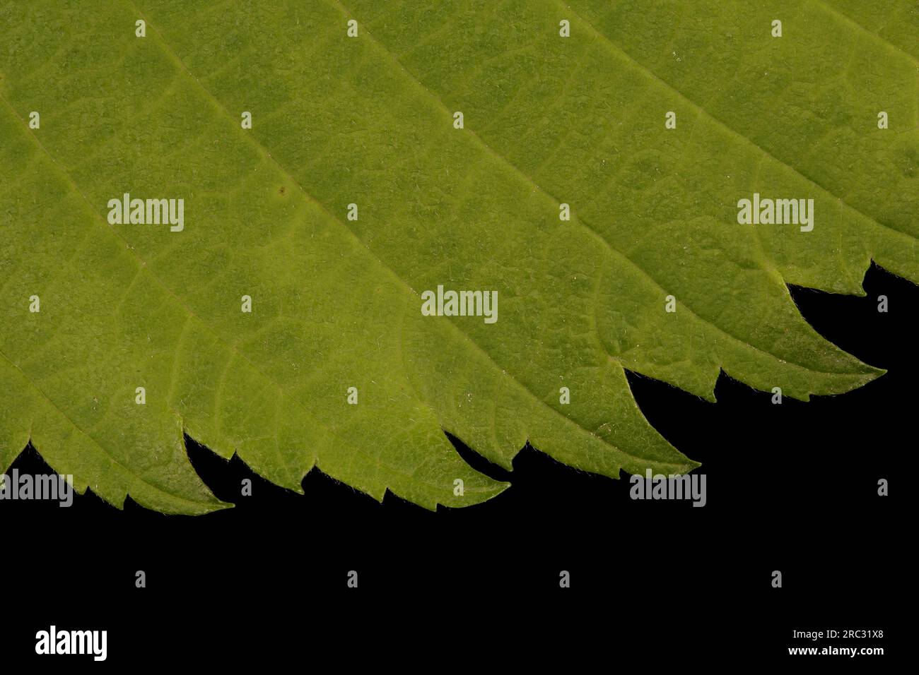 White Elm (Ulmus laevis). Leaf Margin Closeup Stock Photo