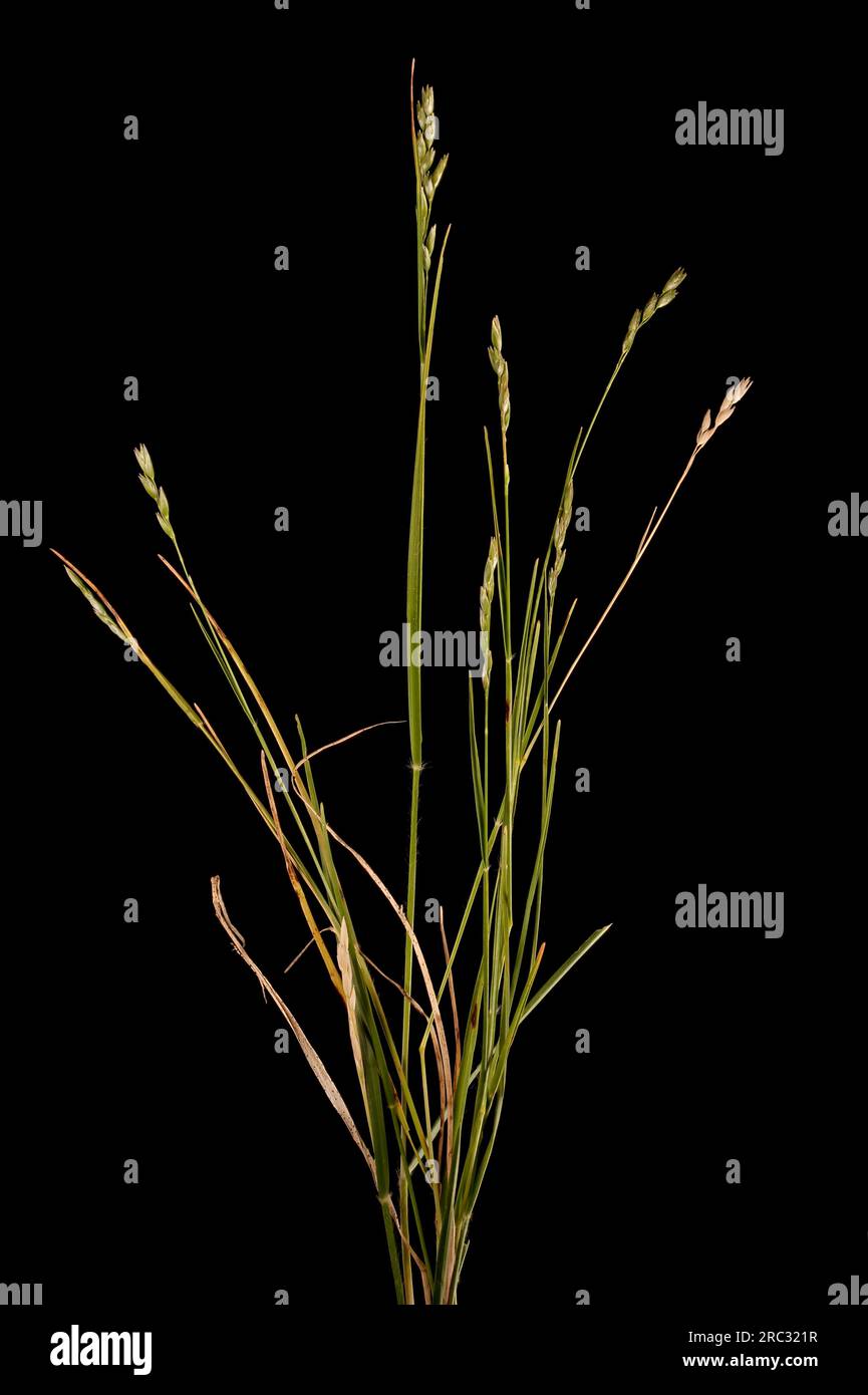 Heath Grass (Danthonia decumbens). Habit Stock Photo