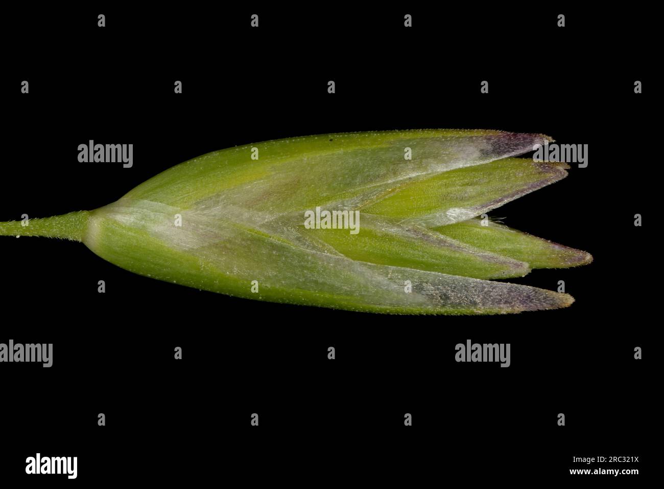 Heath Grass (Danthonia decumbens). Isolated Spikelet Closeup Stock Photo