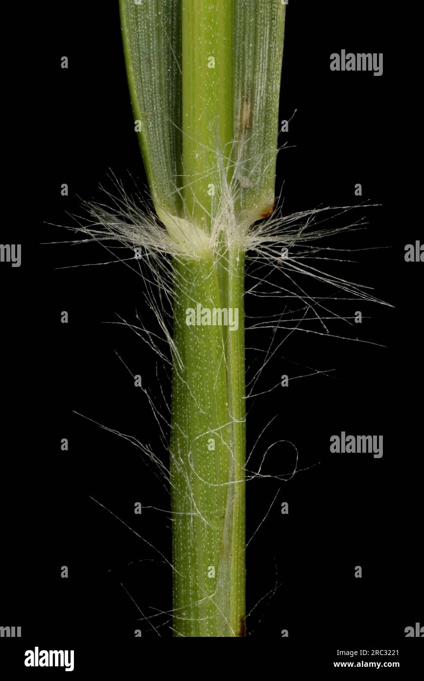Heath Grass (Danthonia decumbens). Culm and Leaf Sheath Closeup Stock Photo