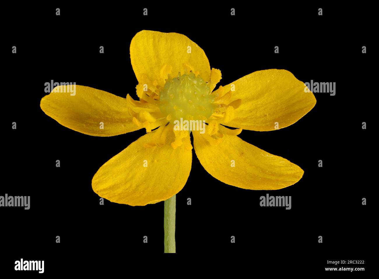 Lesser Spearwort (Ranunculus flammula). Flower Closeup Stock Photo