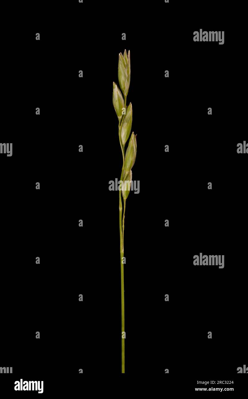 Heath Grass (Danthonia decumbens). Inflorescence Closeup Stock Photo