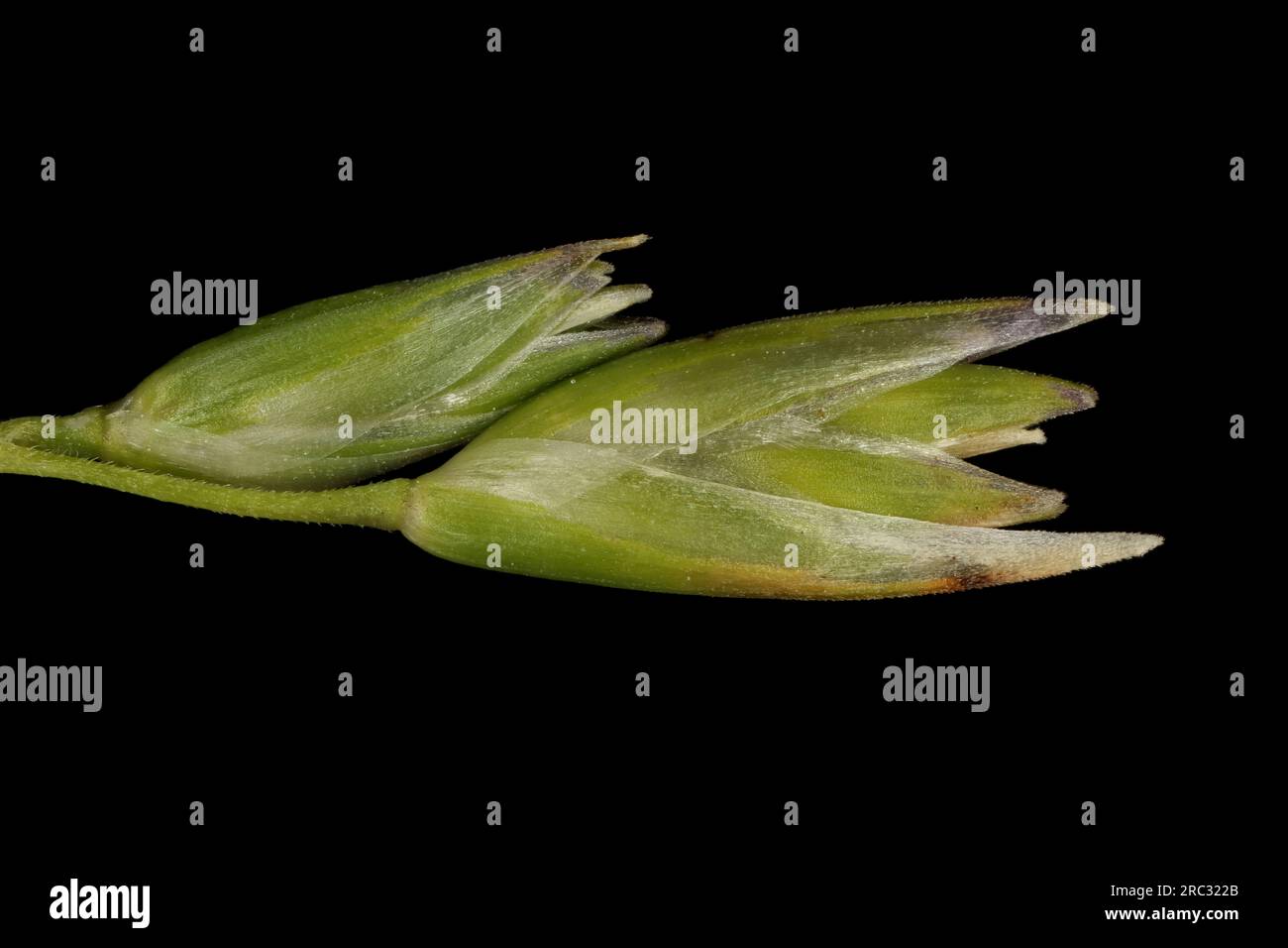 Heath Grass (Danthonia decumbens). Spikelets Closeup Stock Photo