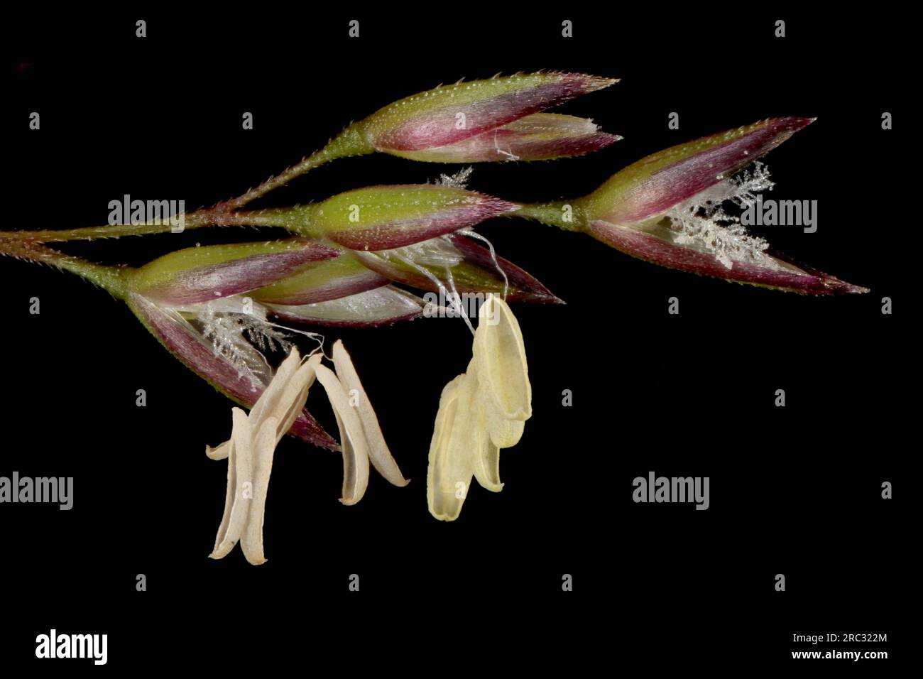 Black Bent (Agrostis gigantea). Florets Closeup Stock Photo