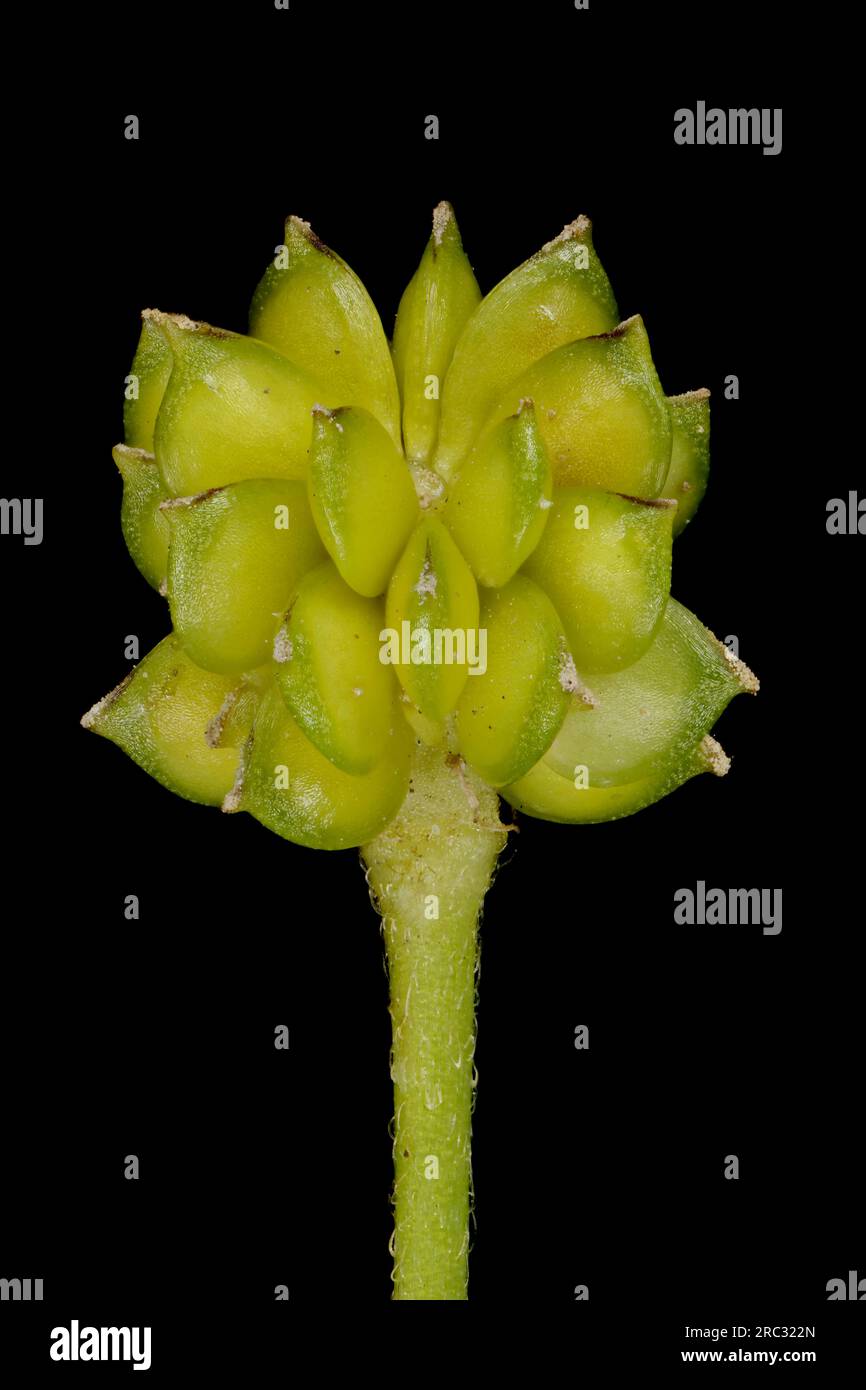 Meadow Buttercup (Ranunculus acris). Aggregate Fruit Closeup Stock Photo