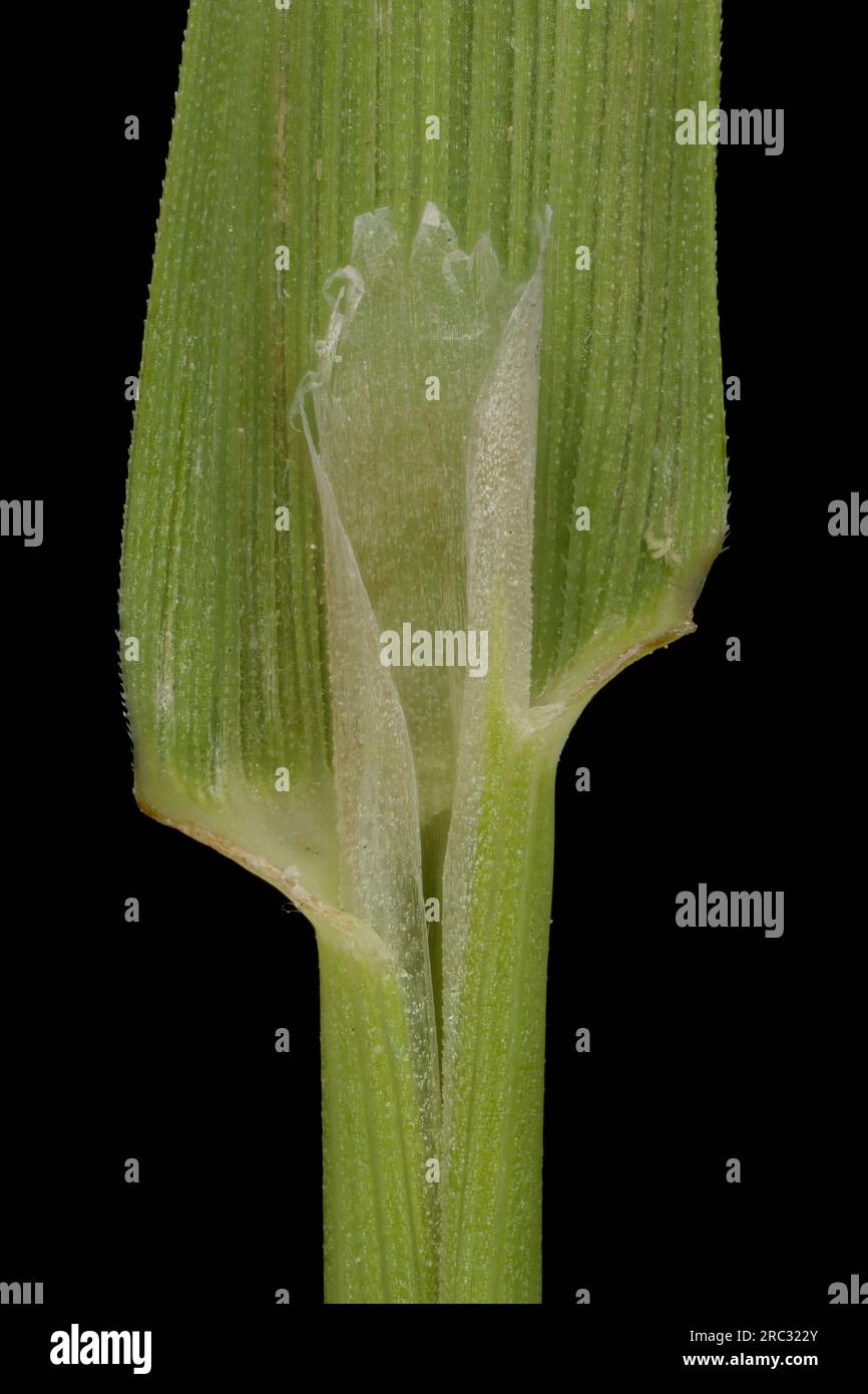 Black Bent (Agrostis gigantea). Ligule Closeup Stock Photo