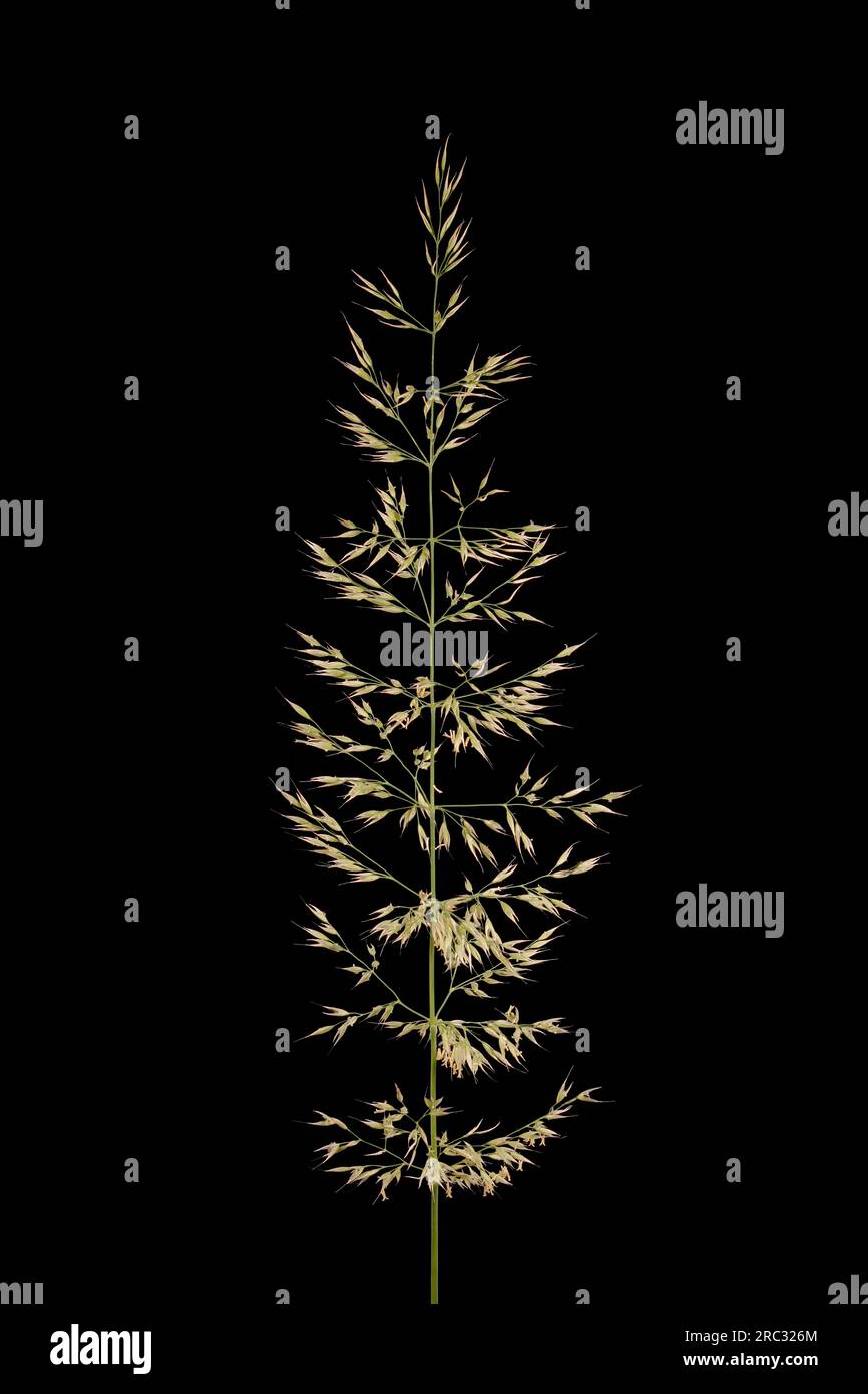 Korean Feather Reed Grass (Calamagrostis arundinacea). Inflorescence Closeup Stock Photo