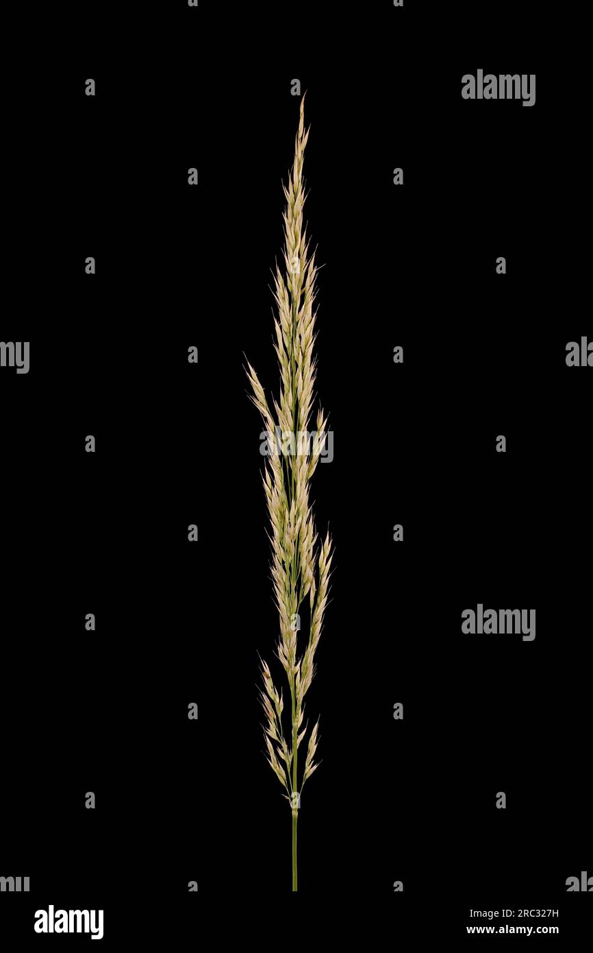 Korean Feather Reed Grass (Calamagrostis arundinacea). Contracted Panicle Closeup Stock Photo