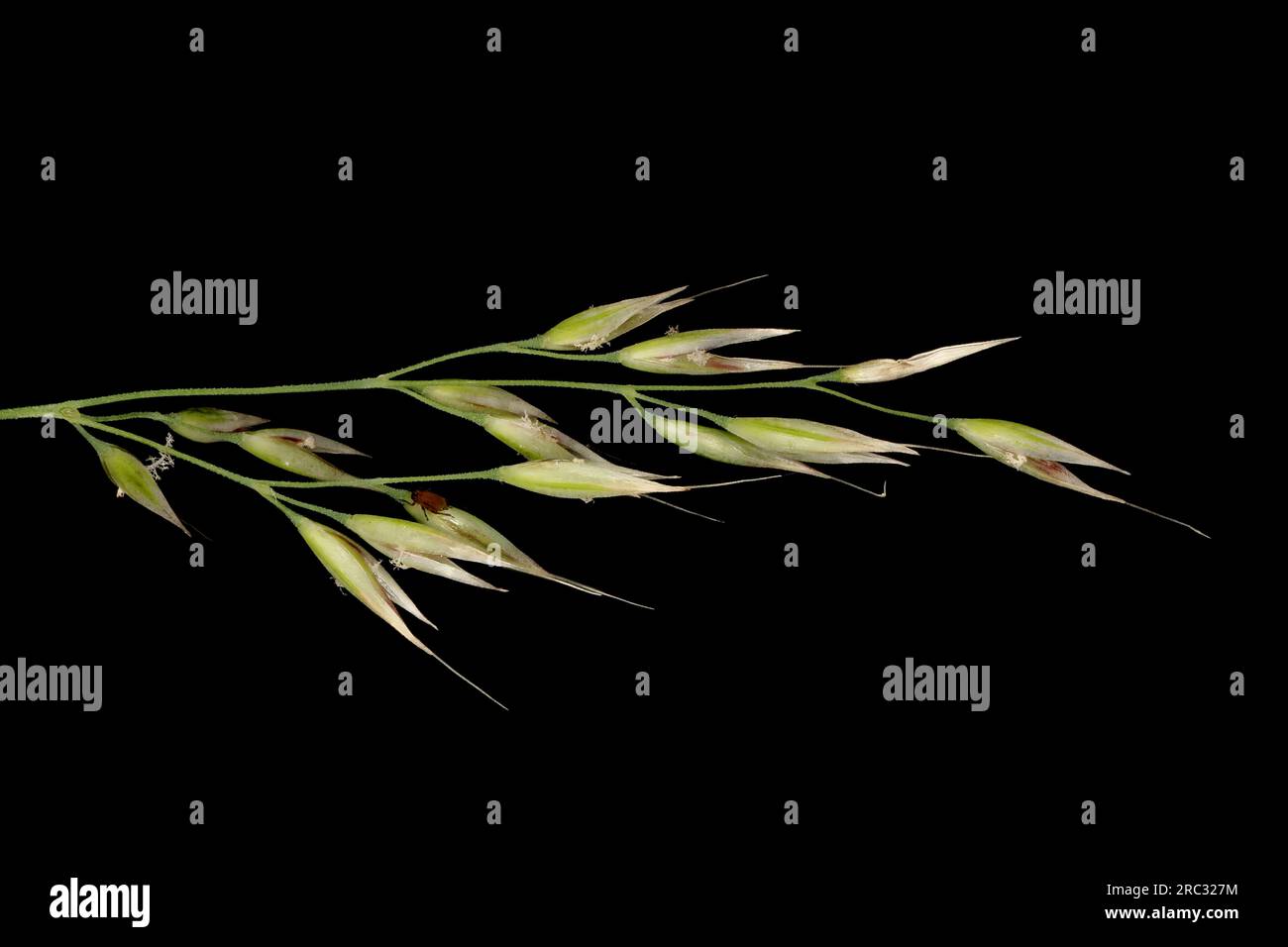 Korean Feather Reed Grass (Calamagrostis arundinacea). Inflorescence Detail Closeup Stock Photo