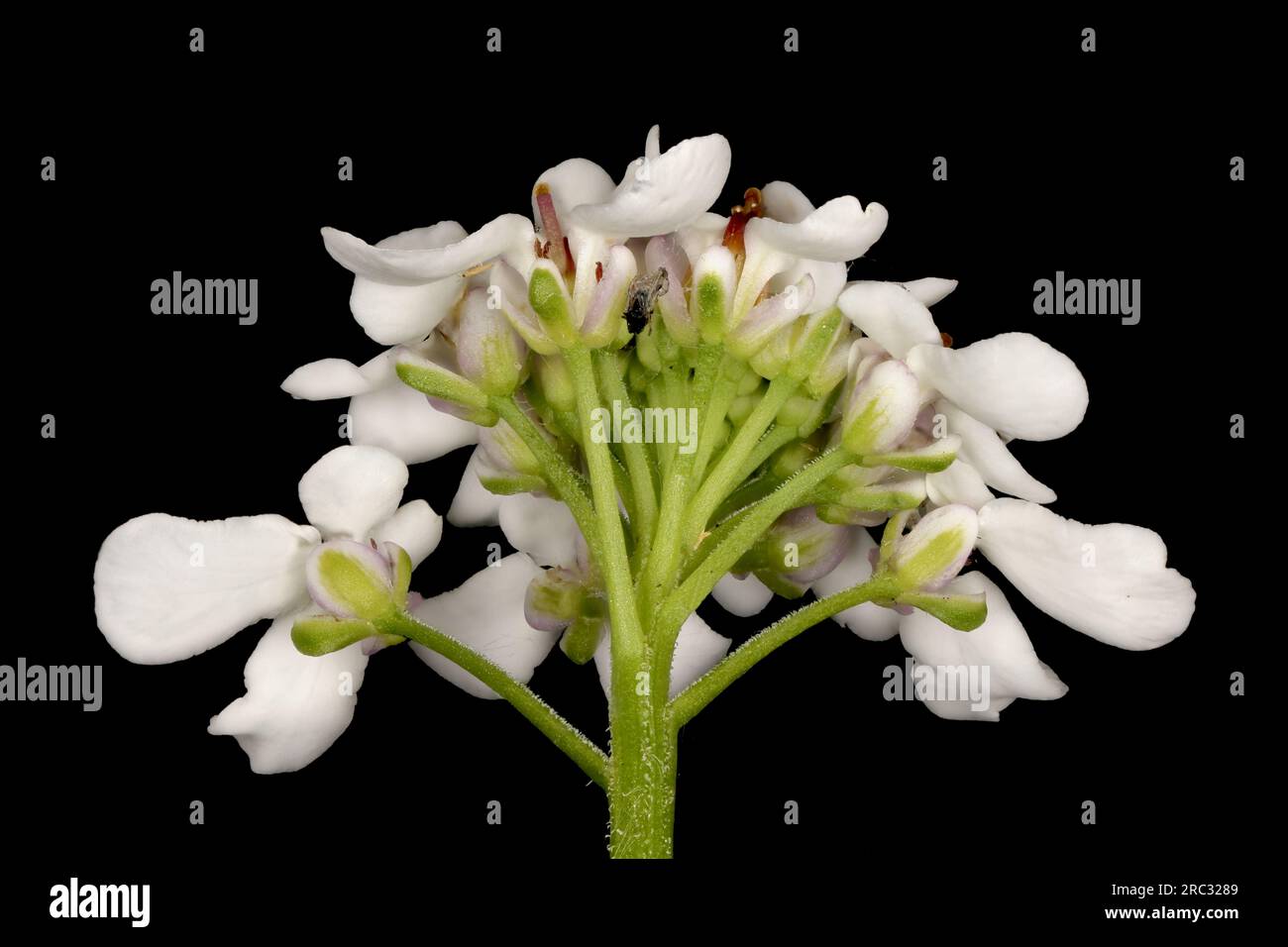 Wild Candytuft (Iberis amara). Inflorescence Detail Closeup Stock Photo