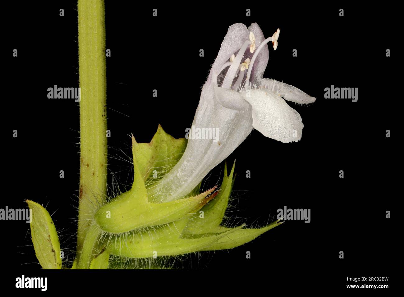 Lemon Balm (Melissa officinalis). Flower Closeup Stock Photo - Alamy