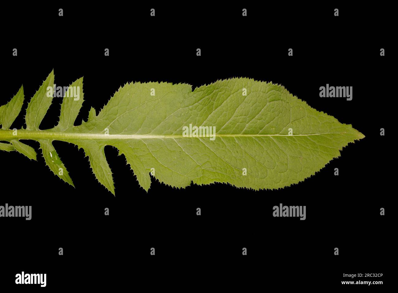 Saw-Wort (Serratula tinctoria). Leaf Closeup Stock Photo