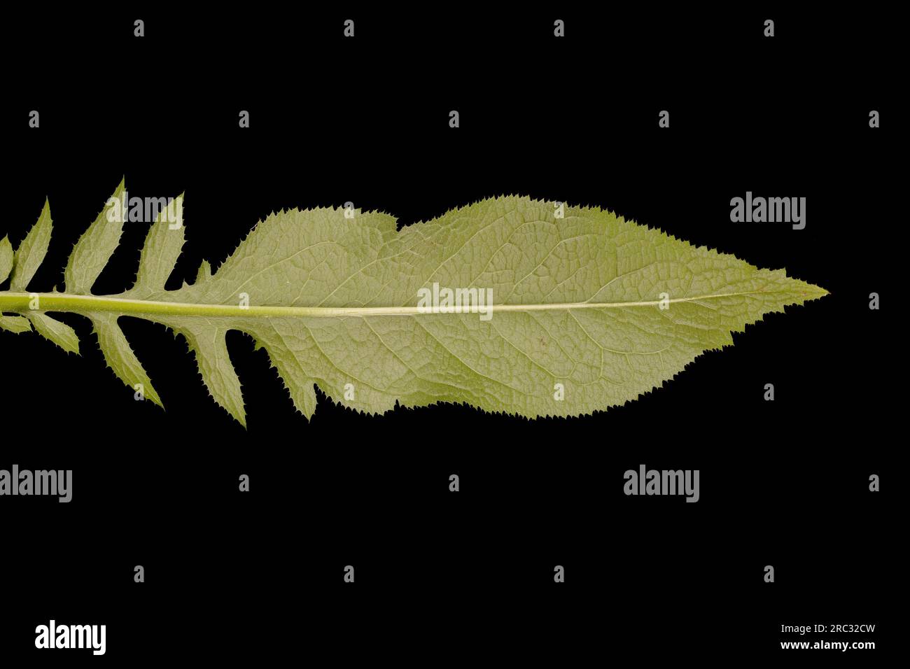 Saw-Wort (Serratula tinctoria). Leaf Closeup Stock Photo