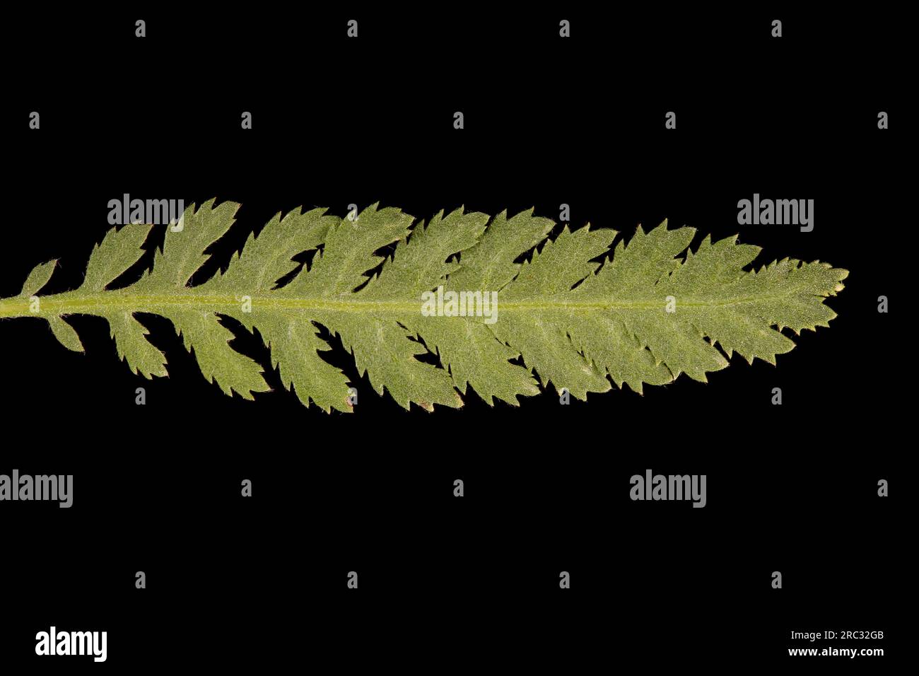 Fern-Leaf Yarrow (Achillea filipendulina). Upper Leaf Closeup Stock Photo