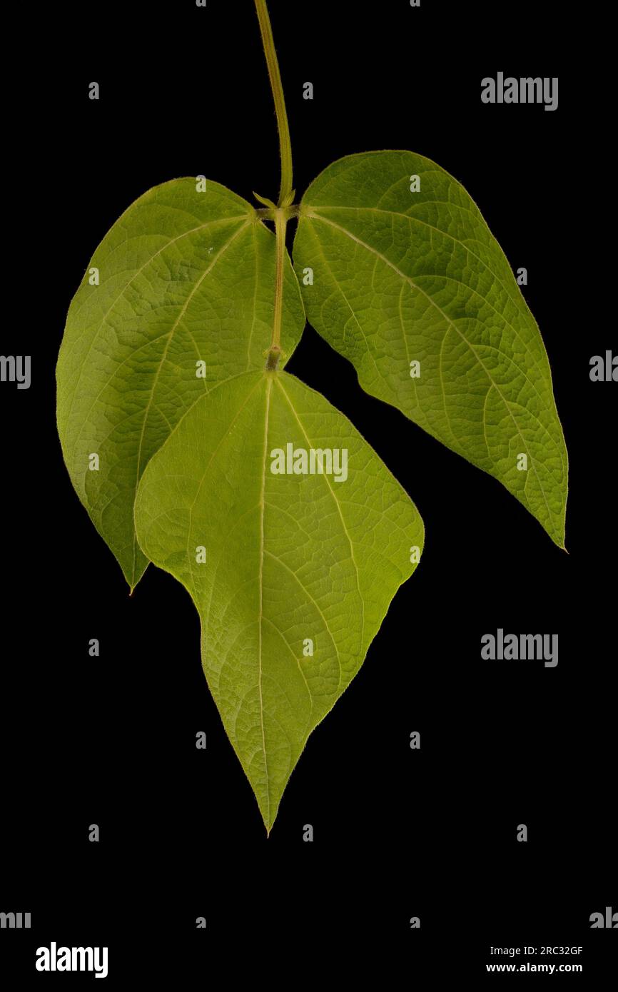 Runner Bean (Phaseolus coccineus). Leaf Closeup Stock Photo