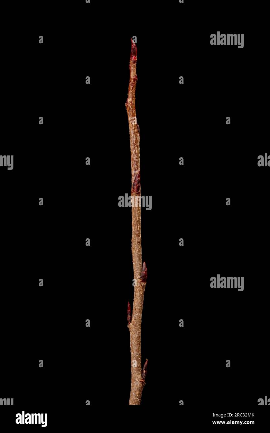 Mitschurin's Chokeberry (x Sorbaronia fallax). Wintering Twig Closeup Stock Photo