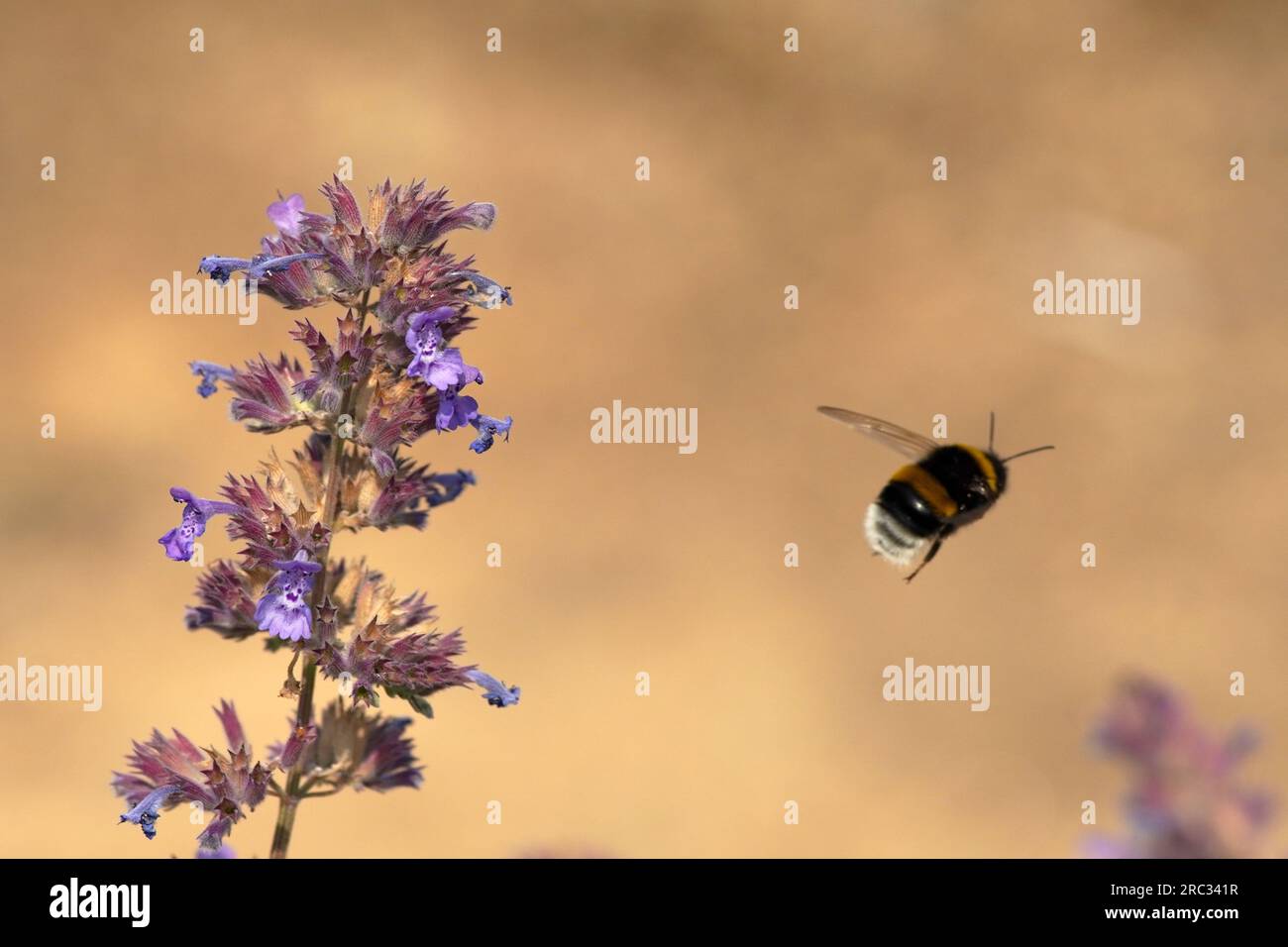 Kuchen mit Äpfeln Stock Photo