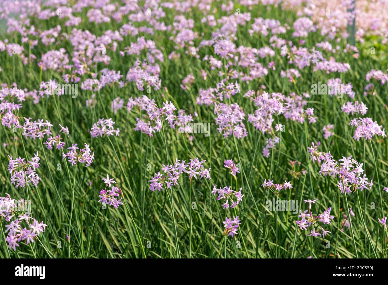 From above of gentle purple flowers of Tulbaghia violacea plant growing on field in countryside in daytime Stock Photo